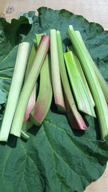 5-28-16 CTGTT Rhubarb harvest bundled in its leaf