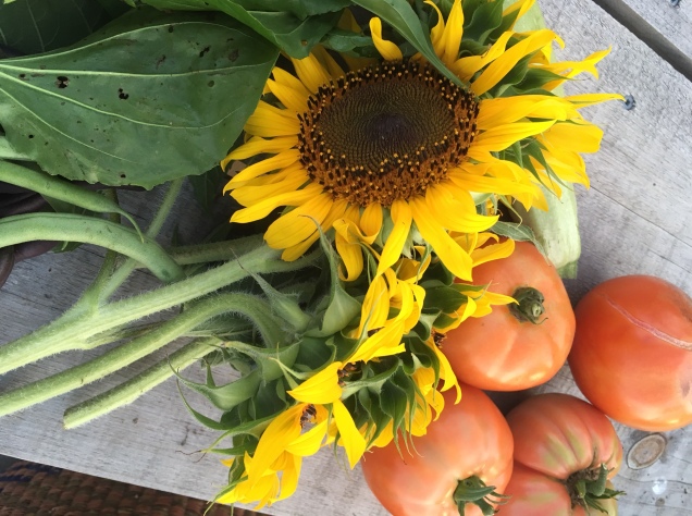 08-17-2016 CTGTT Sunflower, tomato harvest
